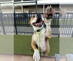 Small American Staffordshire Terrier Mix