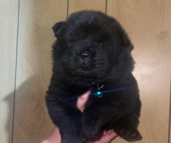 Medium Photo #1 Chow Chow Puppy For Sale in COON RAPIDS, IA, USA