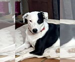 Small #1 American Pit Bull Terrier-Border Collie Mix