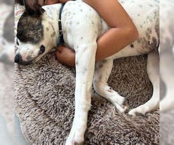 Medium Photo #3 Mutt Puppy For Sale in Oceanside, CA, USA