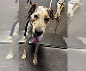 Mutt Dogs for adoption in Downey, CA, USA