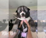 Small Siberian Husky