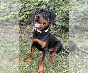 Rottweiler Dogs for adoption in Spring Lake, NJ, USA
