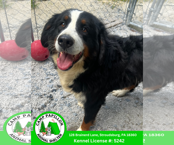 Medium Photo #1 Bernese Mountain Dog Puppy For Sale in Stroudsburg, PA, USA