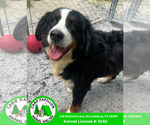 Small Bernese Mountain Dog
