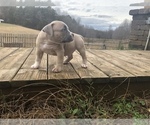 Small Photo #3 American Bully Mikelands  Puppy For Sale in BARBOURSVILLE, VA, USA