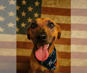 Chiweenie Dogs for adoption in Houston, TX, USA