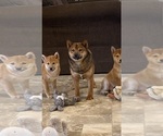 Small #4 Shiba Inu