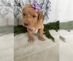 Small Photo #10 Goldendoodle Puppy For Sale in JENKS, OK, USA