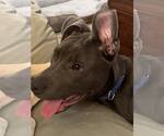 Small #2 American Pit Bull Terrier Mix