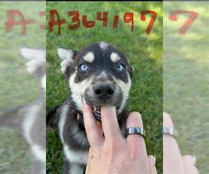 Mutt Dogs for adoption in Stockton, CA, USA