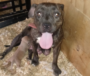 Mother of the American Pit Bull Terrier puppies born on 06/22/2022