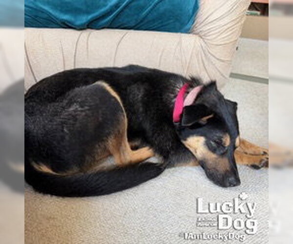 Medium Photo #6 Beagle-Unknown Mix Puppy For Sale in Washington, DC, USA