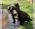 Small Black Mouth Cur-Labrador Retriever Mix