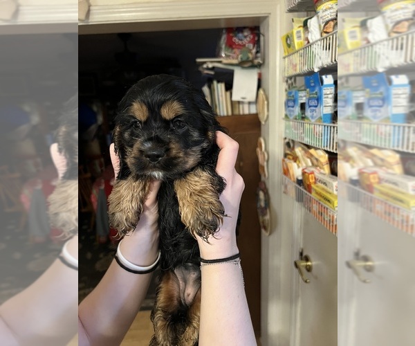 Medium Photo #9 Cocker Spaniel Puppy For Sale in COLBERT, GA, USA