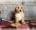 Small Photo #10 Goldendoodle Puppy For Sale in VERMONTVILLE, MI, USA