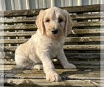 Small Photo #3 Goldendoodle Puppy For Sale in CONWAY, AR, USA