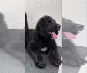 Goldendoodle Puppy for sale in LOUISVILLE, KY, USA