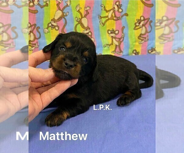 Medium Photo #2 Dachshund Puppy For Sale in WINNSBORO, LA, USA