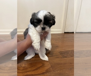 Shih Tzu Puppy for sale in LENOIR, NC, USA