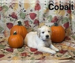 Puppy Cobalt Golden Retriever