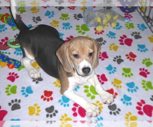 Medium Photo #9 Beagle Puppy For Sale in ORO VALLEY, AZ, USA