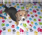 Small #8 Beagle