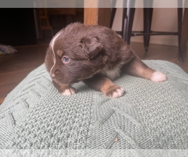 Medium Photo #8 Australian Shepherd Puppy For Sale in YADKINVILLE, NC, USA