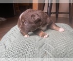 Small Photo #8 Australian Shepherd Puppy For Sale in YADKINVILLE, NC, USA