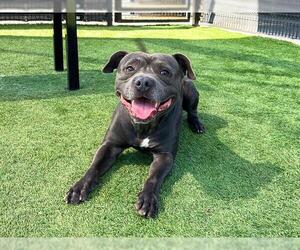 Medium American Pit Bull Terrier Mix