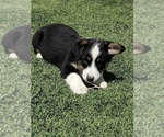 Small Photo #5 Aussie-Corgi Puppy For Sale in BRIGGSDALE, CO, USA