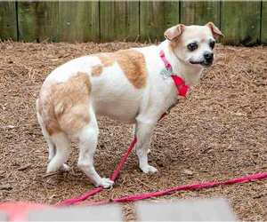 Chihuahua-Unknown Mix Dogs for adoption in Kennesaw, GA, USA