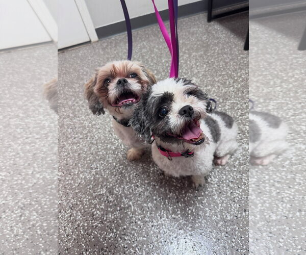 Medium Photo #1 Shih Tzu Puppy For Sale in Greenville, SC, USA