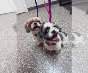 Shih Tzu Dogs for adoption in Greenville, SC, USA