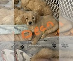 Small Photo #5 Goldendoodle Puppy For Sale in ROSEBURG, OR, USA