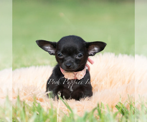 Medium Chihuahua