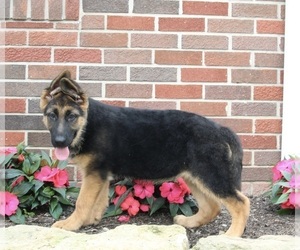 German Shepherd Dog Puppy for sale in MILLERSBURG, OH, USA