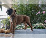 Small #2 Boxer