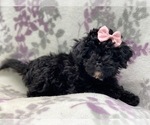 Small Photo #4 Schnoodle (Miniature) Puppy For Sale in LAKELAND, FL, USA