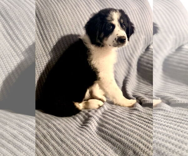 Medium Photo #6 Great Pyrenees Puppy For Sale in Spring, TX, USA