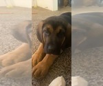Small Bloodhound-German Shepherd Dog Mix