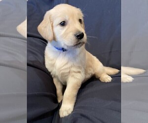 Golden Retriever Puppy for Sale in BUCHANAN, Georgia USA