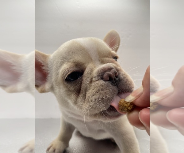 Medium Photo #24 French Bulldog Puppy For Sale in CLEARWATER, FL, USA
