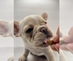 Small #4 French Bulldog