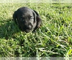 Small Photo #4 Labrador Retriever Puppy For Sale in ADRIAN, MO, USA