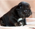 Small #4 French Bulldog