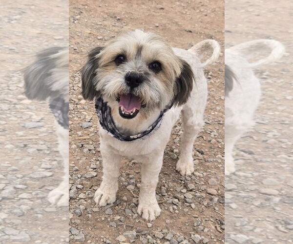 Medium Photo #2 Shih Tzu-Unknown Mix Puppy For Sale in Peralta, NM, USA