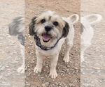 Small #1 Shih Tzu Mix