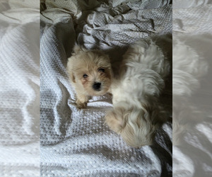 Maltipoo Puppy for sale in NEWNAN, GA, USA