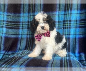 Cavapoo Puppy for sale in LAKELAND, FL, USA